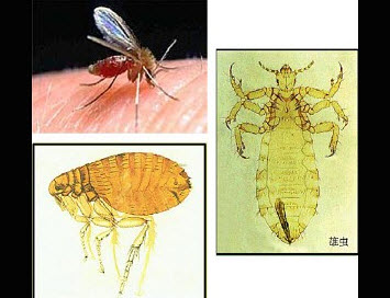 我国黑热病的主要传播媒介为()