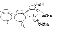 2,选择题 下图为以mrna为模板翻译形成多肽链的过程.