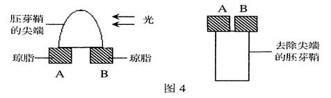a.向右弯曲生长b.直立生长c.向左弯曲生长d.