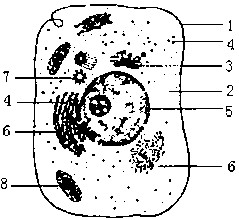 高中生物知识点复习《细胞器的结构和功能》试