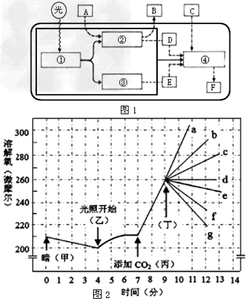 高考生物答题模板《光合作用》答题技巧(2017