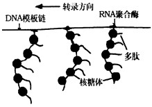 高考生物知识点《遗传信息的转录和翻译》在线测试(年