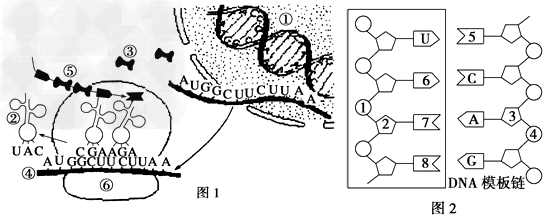 高考生物知识点总结《遗传信息的转录和翻译》高频考点强化练习(2017年最新版) - 高考生物题库 - 91考试网