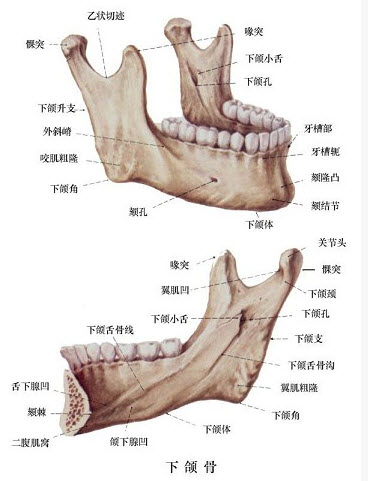 口腔医学(医学高级):口腔颌面外科学考试题(20