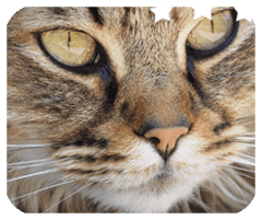 网盟彩票官网app下载