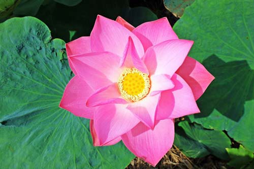 彩八一彩票安卓app
